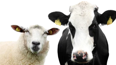تفاوت گوشت گوساله(گاو) و گوسفند