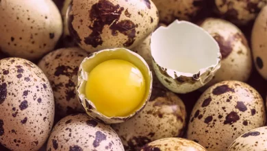 بررسی خواص تخم کبک برای سلامتی