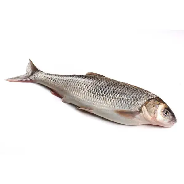 عکس ماهی سفید