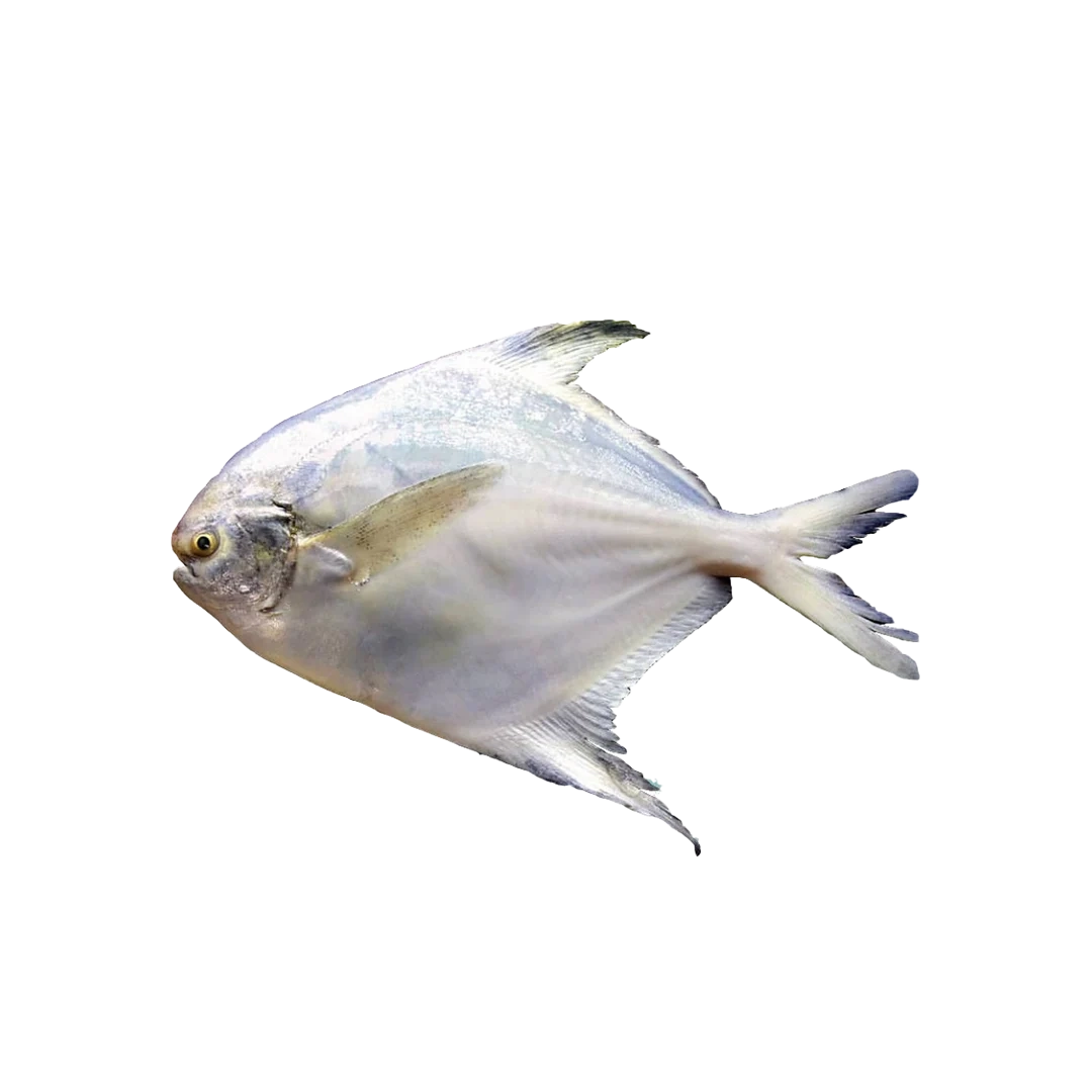 ماهی حلوا سفید (زبیدی)