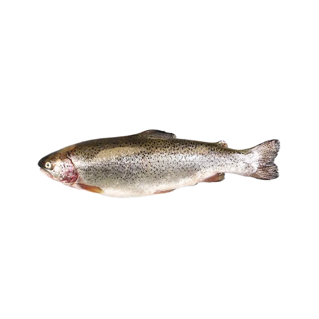 ماهی سالمون (ماهی قزل آلا ویژه سالمون)