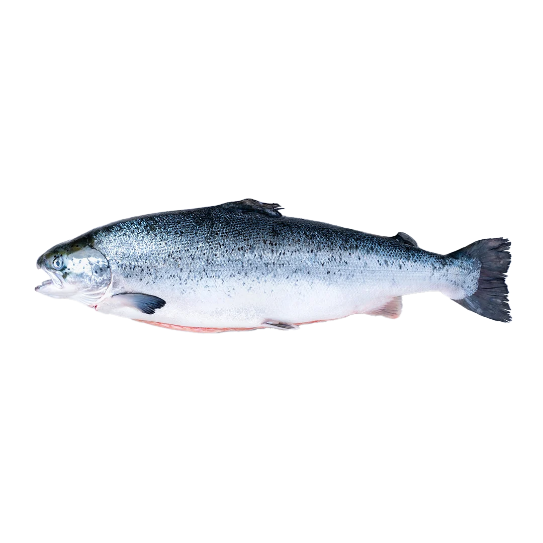 ماهی سالمون نروژی