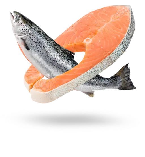 عکس ماهی الو گوشت