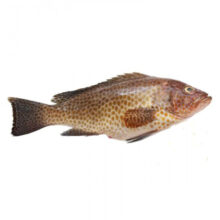 ماهی هامور