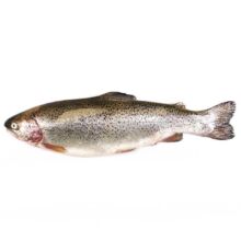 ماهی قزل آلا ویژه سالمون